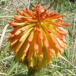 Kniphofia fluviatilis Seeds Indigenous South African Endemic Perennial Bulb Seeds from Africa