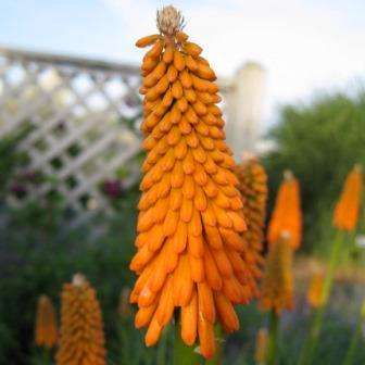 Kniphofia ichopensis Seeds Indigenous South African Endemic Perennial Bulb Seeds from Africa
