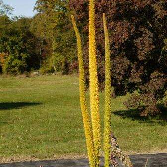 5 Kniphofia multiflora Cream Seeds - Indigenous South African Perennial Bulb Seeds from Africa