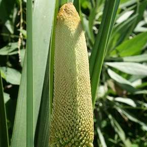 5 Kniphofia multiflora Cream Seeds - Indigenous South African Perennial Bulb Seeds from Africa
