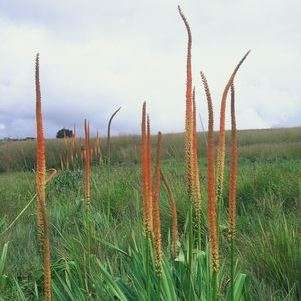 5 Kniphofia multiflora Orange Seeds - Indigenous South African Perennial Bulb Seeds from Africa
