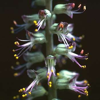 Lachenalia haarlemensis Seeds - South African Endemic Perennial Bulb - Insured Flat Ship Rate
