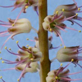 Lachenalia nervosa Seeds - South African Endemic Perennial Bulb - Insured Flat Ship Rate