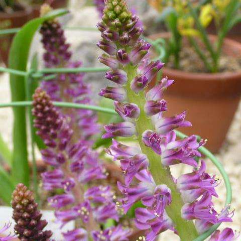 5 Lachenalia splendida Seeds - South African Endemic Perennial Bulb - Insured Flat Ship Rate