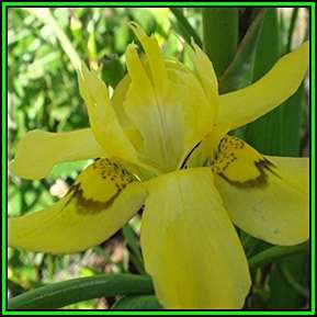 Moraea ramosissima - 10 Seed Pack - Indigenous Endemic Perennial Bulb - Combined Global Shipping