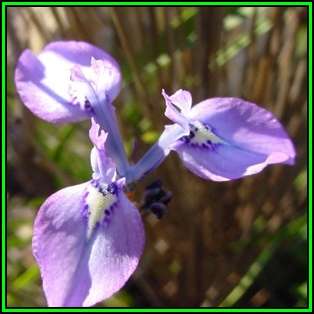 Moraea amabilis Seeds - Indigenous Endemic Perennial Bulb - Combined Global Shipping - New