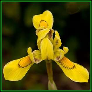 Moraea huttonii Seeds - Indigenous Perennial Bulb - Free Seeds with ALL Orders - New