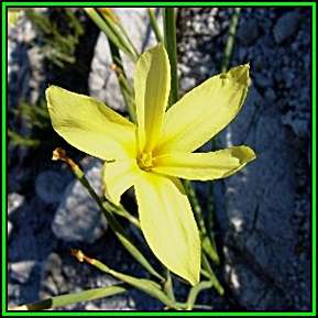 Moraea pyrophila - 5 Seed Pack - Indigenous Endemic Perennial Bulb - Insured Flat Ship Rate - New