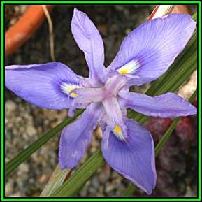 Moraea setifolia - 5 Seed Pack - Indigenous Endemic Perennial Bulb - Insured Flat Ship Rate - New