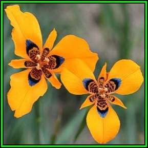 Moraea tulbaghensis Seeds - Rare Endemic Perennial Bulb -Insured Flat Ship Rate- New