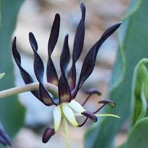 Ornithoglossum parviflorum Seeds - Indigenous South African Perennial Bulb - New