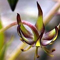 10 Ornithoglossum viride Seeds - Indigenous Endemic Perennial Bulb - Insured Flat Ship Rate New