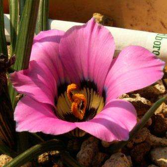 10+ Romulea atrandra Seeds - Indigenous South African Perennial Bulb - Insured Flat Ship Rate