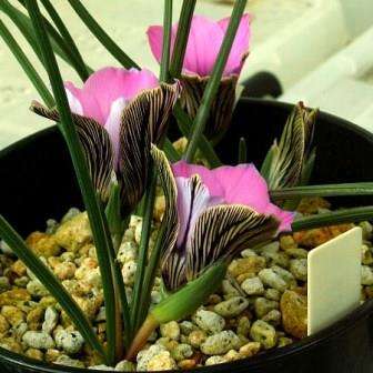10+ Romulea atrandra Seeds - Indigenous South African Perennial Bulb - Insured Flat Ship Rate