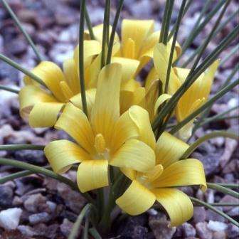 Romulea macowanii Seeds - Indigenous South African Endemic Perennial Bulb - Flat Ship Rate