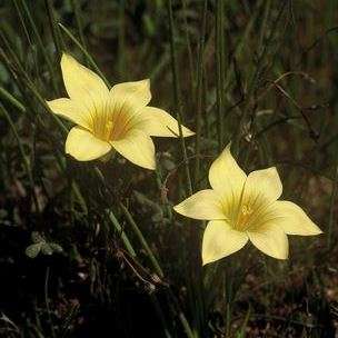 Romulea pearsonii Seeds - Indigenous South African Endemic Perennial Bulb - Flat Ship Rate