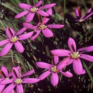 Romulea syringodeoflora Seeds - Rare Indigenous South African Endemic Perennial Bulb