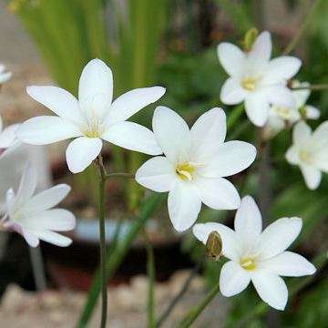10 Sparaxis bulbifera Seeds - Indigenous South African Bulbs Seeds For Sale in South Africa