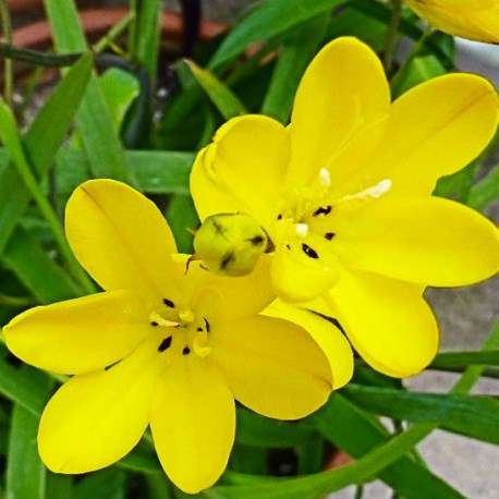Sparaxis grandiflora ssp acutiloba Seeds - Rare Indigenous South African Endemic Perennial Bulb
