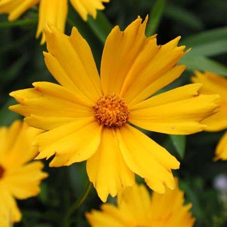 Lance-Leaved Coreopsis Seeds - Coreopsis lanceolata - Perennial Seeds