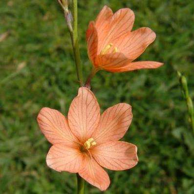 Tritonia dubia Seeds - Indigenous South African Endemic Perennial Bulb - Insured Flat Ship Rate