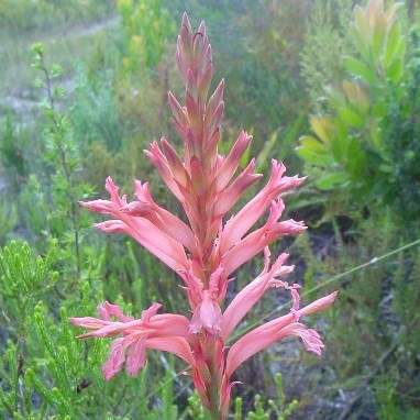 Tritoniopsis antholyza Seeds - Indigenous South African Endemic Perennial Bulb - Flat Ship Rate