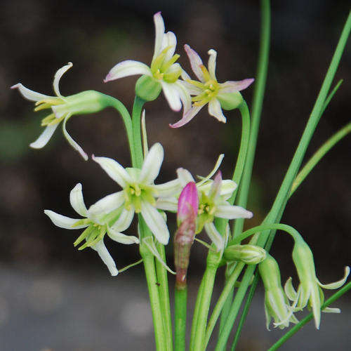 10 Tulbaghia galpinii Seeds - Indigenous South African Endemic Perennial Bulb Insured Flat Ship Rate
