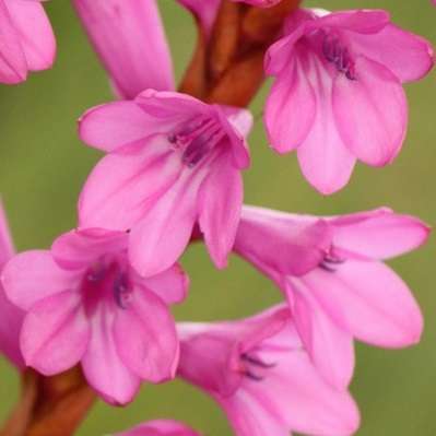 Watsonia confusa Seeds - Indigenous South African Endemic Perennial Bulb Seeds from Africa