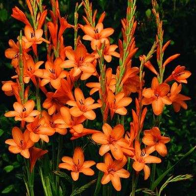 5 Watsonia fergusoniae Seeds - Indigenous South African Endemic Perennial Bulb Seeds from Africa