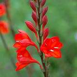 Watsonia galpinii Seeds - Indigenous South African Endemic Perennial Bulb Seeds from Africa