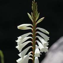 10 Watsonia watsonioides Seeds - Indigenous South African Perennial Bulb Seeds from Africa