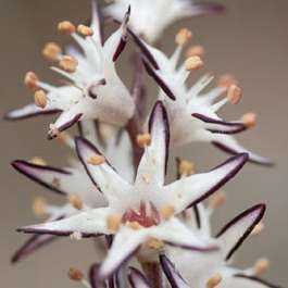 10 Wurmbea elongata Seeds - Indigenous South African Endemic Perennial Bulb Seeds from Africa