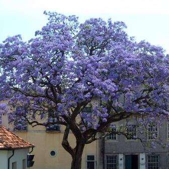 Paulownia tomentosa Seeds - Royal Paulownia, Empress Tree - Exotic Fast Growth Rate