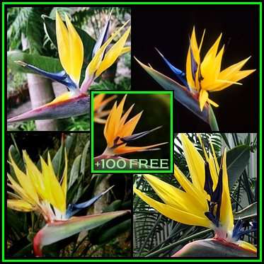 Strelitzia reginae Mandela's Gold Seeds - 50 Pack +100 FREE S. reginae - Indigenous Shrub - Bulk NEW
