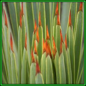 Agave striata - 6 Seed Pack - Exotic Succulent - Flat Ship Rate - NEW