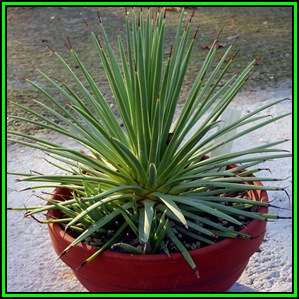 Agave stricta nana - 10 Seed Pack - Dwarf Hedgehog Agave Exotic Succulent - Flat Ship Rate - NEW