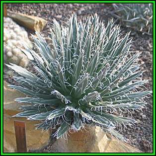 Agave polianthiflora Seeds - Exotic Succulent - Flat Ship Rate - NEW