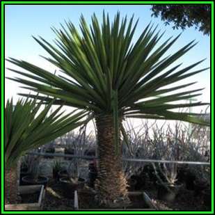 Yucca aloifolia - 10 Seed Pack - Exotic Succulent Tree with Edible Flowers - Flat Ship Rate - NEW