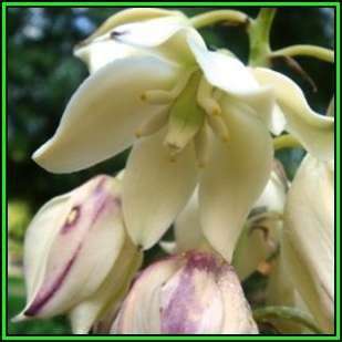 Yucca aloifolia Seeds - Exotic Succulent Tree with Edible Flowers - Flat Ship Rate - NEW