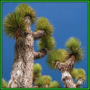 Joshua Tree - Yucca brevifolia Seeds - Exotic Succulent Edible Fruit - Flat Ship Rate - NEW