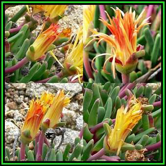 Bijlia tugwelliae Seeds - Indigenous Succulent Mesemb - Global Shipping - NEW