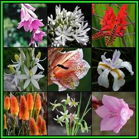 Summer Flowering Indigenous Perennial Bulb Seed Collection 85 Seeds 10 Varieties - Sow Spring - New