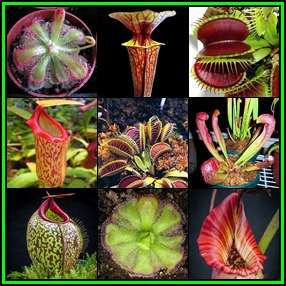 Carnivorous Collection - 6 Varieties - 60 Seeds - Combined Global Shipping - NEW