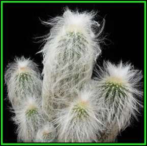 Espostoa ritteri Seeds - Edible Fruit - Exotic Succulent Cactus - Flat Ship Rate - NEW
