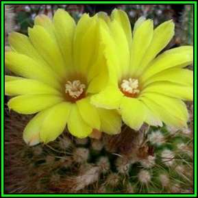 Parodia formosa Seeds - Verified Seller - Exotic Succulent Cactus - NEW