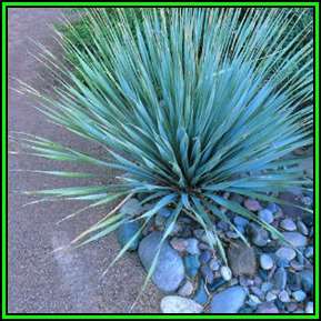 Dasylirion wheeleri - Desert Spoon - 10 Seed Pack - Exotic Succulent from Mexico & Texas- New