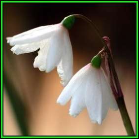 Acis autumnalis - Autumn Snowflake Seeds - Exotic Perennial Bulb - Flat Ship Rate - New