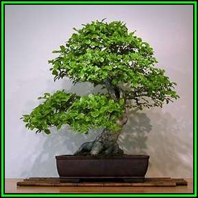 20 Carob - Ceratonia siliqua Bonsai Tree Seeds - Chocolate Substitute - Edible