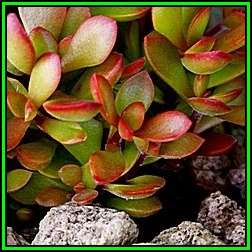 10 Crassula atropurpurea Seeds - Indigenous South African Succulent Seeds for Sale in South Africa