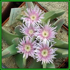 Gibbaeum velutinum Seeds - Indigenous South African Mesemb Succulent - Flat Ship Rate